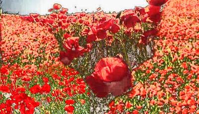 Poppy fields forever