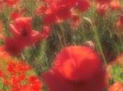 Poppy fields forever