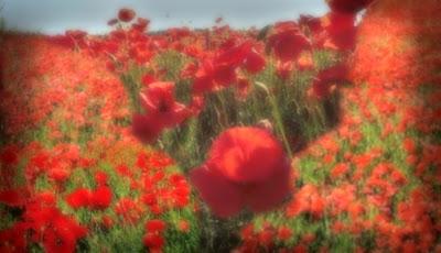Poppy fields forever