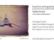 Valérie Evrard natures silencieuses