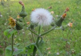 Lu Zangune del Salento leccese (Sonchus Oleraceus)