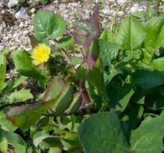 Lu Zangune del Salento leccese (Sonchus Oleraceus)