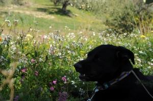 E ci do pure il cano nero!