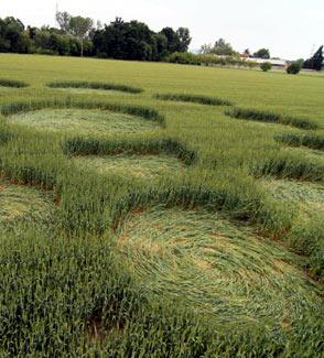 Cerchi nel grano: a maggio il fenomeno su e giù per lo Stivale