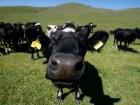 Allarme mega impianti biogas. Fiper risponde Petrini Slow Food