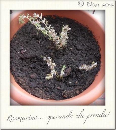 rosmarino