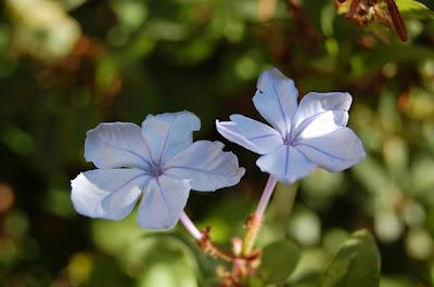 Là dove nacquero fiori dai cannoni.