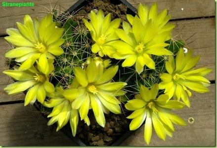 Mammillaria longimamma fioritura