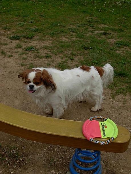 #purinaonepetdiary | La seconda settimana