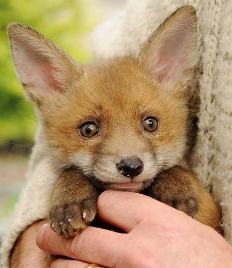 http://bluestar.archant.net/edp/wallpaper/animals/NB_03_Fox_Cub.jpg