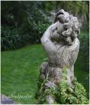 putto con Ficus repens