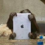 ORANG-UTAN e IPAD