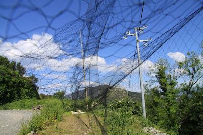 i passeri in rotta sulla Palmaria