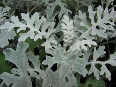 La Senecio Cineraria Dusty Miller, dalle foglie argentate