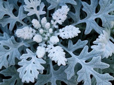 La Senecio Cineraria Dusty Miller, dalle foglie argentate