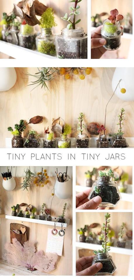 Plants in glass jars