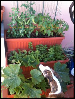 ORTO SUL BALCONE:PIANTA ZUCCHINA IN FASE DI CRESCITA,AGGIORNAMENTI PISELLI E POMODORI E...UNA SORPRESA!