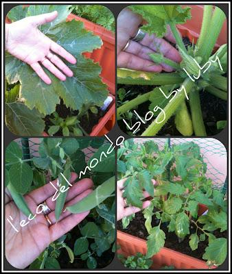 ORTO SUL BALCONE:PIANTA ZUCCHINA IN FASE DI CRESCITA,AGGIORNAMENTI PISELLI E POMODORI E...UNA SORPRESA!