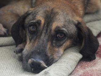 Tassa sul cane. FederFauna: giusto farla pagare a chi adotta. Responsabilizza