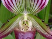 orchidee