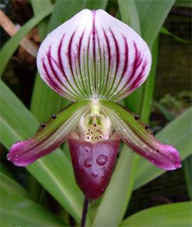 Le orchidee