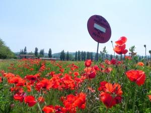 campo di papaveri