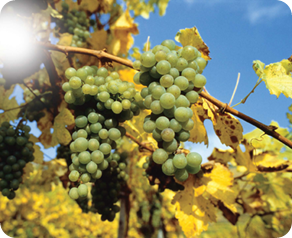 gruner-veltiner-cluster