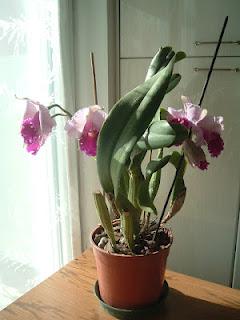 Orchidea salvata: una KATTLEYA?