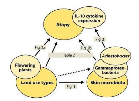 Vivere in campagna con meno allergie