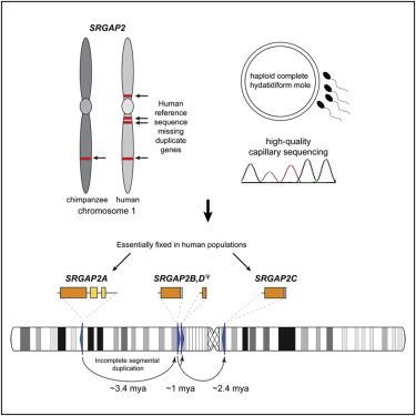 Duplicare un gene per aumentare l’intelligenza
