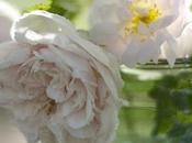 Rosae, rosarum, rosis