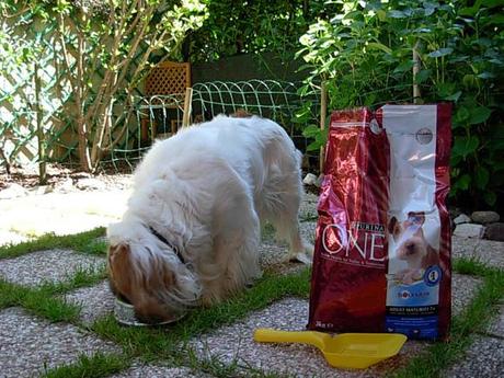 #purinaonepetdiary | La seconda settimana