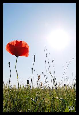 Foto di un pomeriggio di primavera (quasi estate)