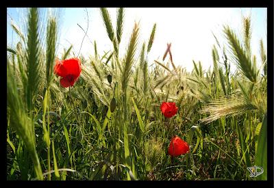 Foto di un pomeriggio di primavera (quasi estate)