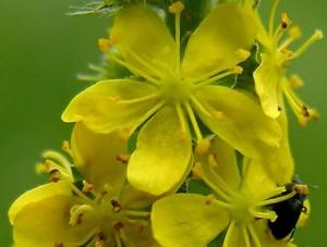 Fiori di Bach – Agrimony