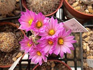 fiori cactus