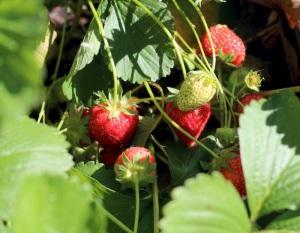 Fruit salad, fondue di fragole (autoprodotte!)