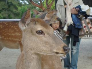 Immagini Giapponesi- i sacri cervi di Nara