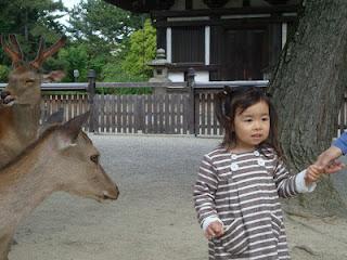 Immagini Giapponesi- i sacri cervi di Nara