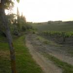 vigna di Vernaccia