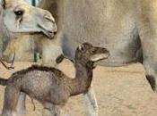 Nasce Dubai primo cammello clonato.