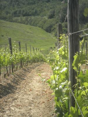 Superior Wine Selections a Villa Petriolo!