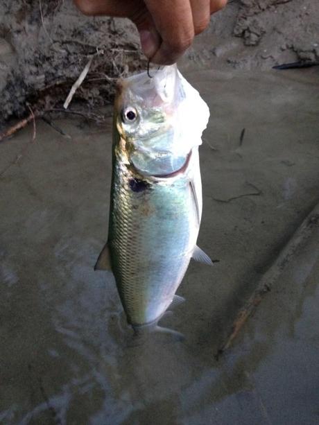 Cheppie a manetta sul Taro