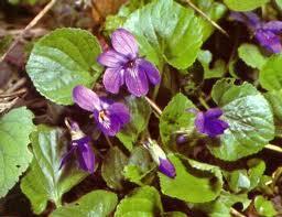 La violetta La violetta