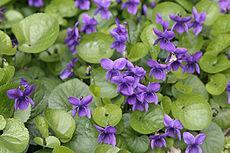 La violetta La violetta
