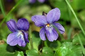 La violetta La violetta