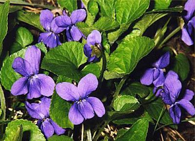 La violetta La violetta