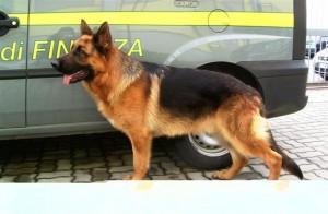 Olbia-Tempio Pausania Organizzazione di giro di sostanze stupefacenti