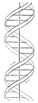 Cronistoria del DNA: 1953 James Watson e Francis Crick