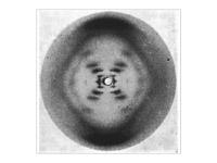 Cronistoria del DNA: 1952 Rosalind Elsie Franklin